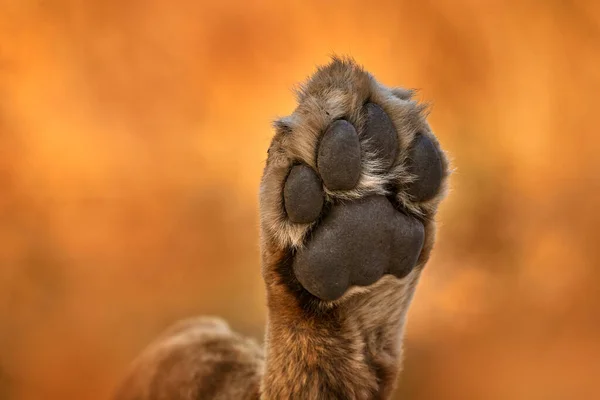 Paw hoof of lion leg foot. Africa wildlife, Cute lion cub with mother, African danger animal, Panthera leo, Khwai river, Botswana in Africa. Cat babe in nature habitat. Wild lion in the grass habitat.