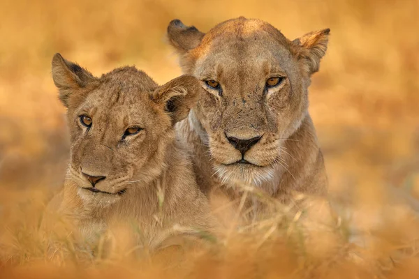 アフリカの野生動物 兄とかわいいライオンの赤ちゃん アフリカの危険動物 パンサレオ クワイ川 アフリカのボツワナ 自然の生息地で猫の赤ちゃん 芝生の生息地で野生のライオン — ストック写真