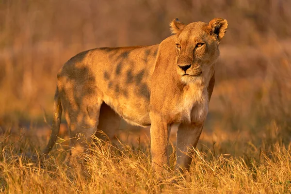 Afrika Vadvilág Aranyos Oroszlán Kölyök Anyával Afrikai Veszélyes Állat Panthera — Stock Fotó