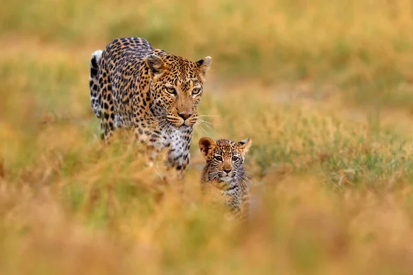 Leopardenjunges Mit Mutter Spazieren Große Wildkatze Natürlichen Lebensraum Sonniger Tag — Stockfoto