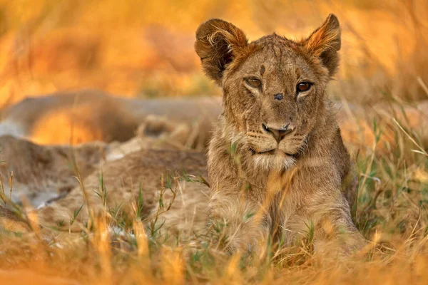 非洲野生动物 带着母狮的小狮子 非洲的危险动物 黑龙江 非洲的博茨瓦纳 猫宝宝在自然界的栖息地 草场上的野生狮子 — 图库照片