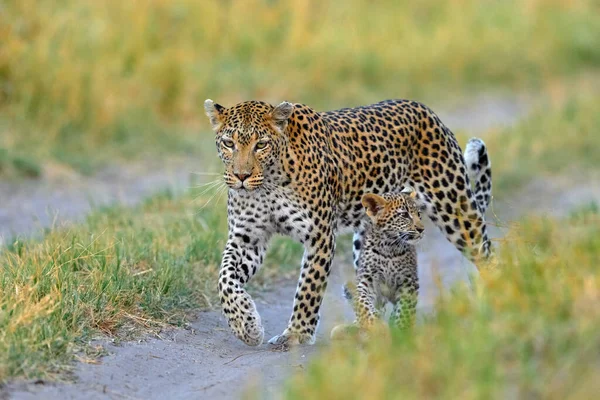 Леопард Окаванго Ботсвана Африканская Дикая Природа Дикая Кошка Прячется Зеленой — стоковое фото