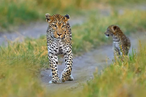 ヒョウ子猫の赤ちゃん 隠された素敵なオレンジの草 お母さんと一緒にヒョウの赤ちゃん歩く 自然生息地 サバンナ クワイ川で晴れた日に大きな野生の猫 野生生物 ボツワナの野生生物 — ストック写真