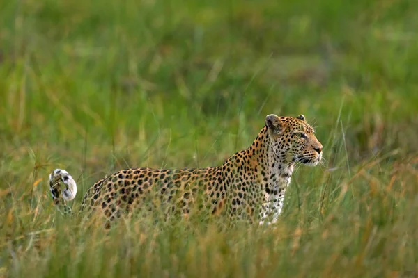 Leopardo Hierba Verde Río Khwai Naturaleza Fauna Botswana — Foto de Stock