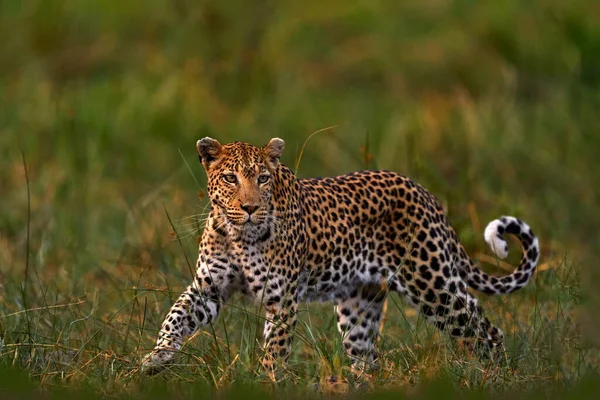 野生动物 博茨瓦纳野生动物 豹子在绿色漂亮的橙色草丛中 豹子散步 大野猫在大自然的栖息地 阳光灿烂的日子在草原上 赫瓦伊河 — 图库照片