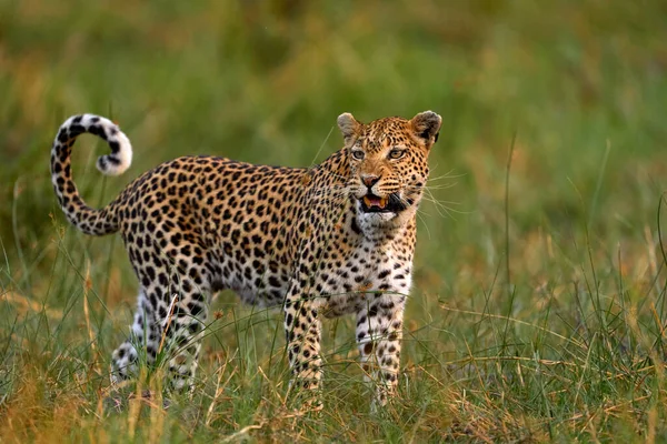 Leopard Kätzchen Baby Versteckt Schönes Orangefarbenes Gras Leopardenjunges Mit Mutter — Stockfoto
