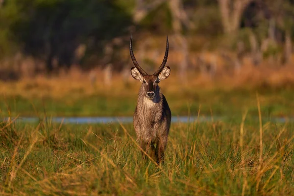 Mooi Afrikaans Dier Natuur Habitat Okavango Botswana Wilde Dieren Uit — Stockfoto