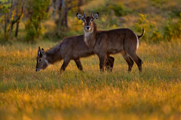 自然生息地の素晴らしいアフリカの動物 オカバンゴ ボツワナ 自然からの野生生物 アフリカの夜だ アフリカの野生生物 ウォーターバック コブスエリププリムス サハラ以南のアフリカの大規模なカモシカ — ストック写真