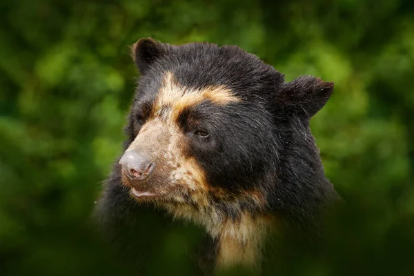 マレーシアの野生動物 マレーシアの太陽熊の肖像画 マレーシアのHelarctos Malayanus アジアの自然 — ストック写真