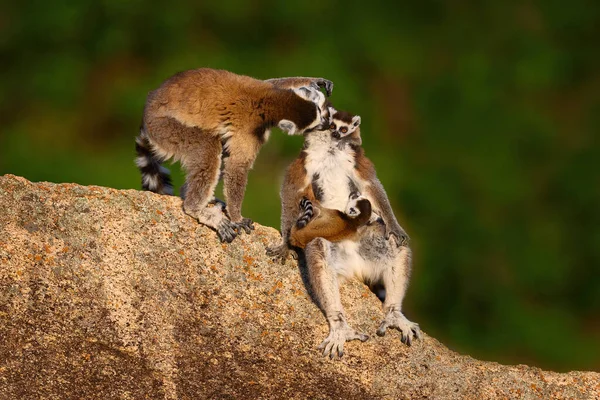 Madagaskarská Divoká Zvěř Opičí Rodina Mládě Madagaskarská Divoká Zvěř Lemur — Stock fotografie