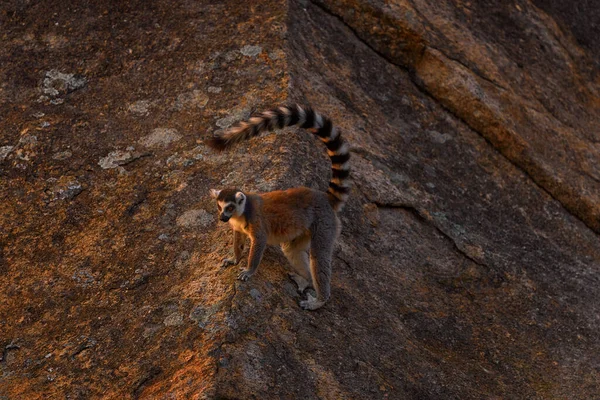 Madagascar Wildlife Ring Tailed Lemur Lemur Catta Animal Madagascar Africa — Stock Photo, Image