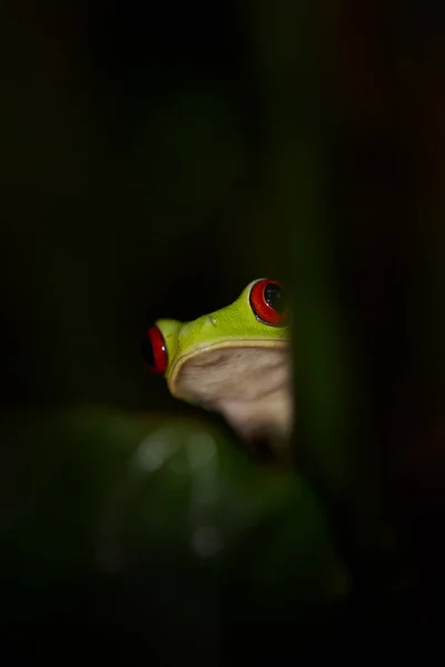 Άγρια Ζωή Στην Κόστα Ρίκα Βάτραχος Κόκκινα Μάτια Agalychnis Callidryas — Φωτογραφία Αρχείου