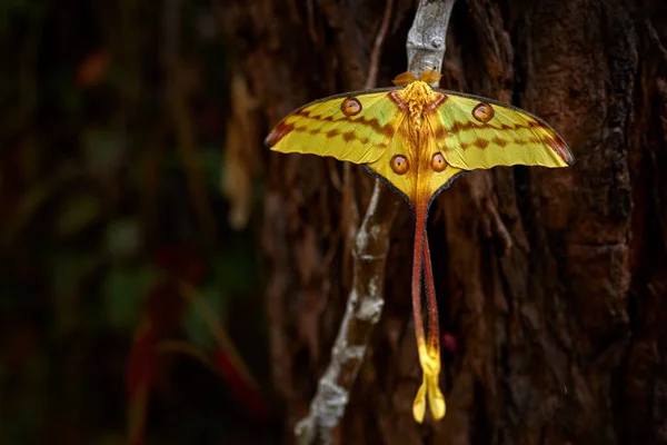 コメット アルゲマ ミトリ 自然の生息地での大きな黄色い蝶 マダガスカルのAnasibe Mantadia 緑のベジタチンに大きな繭を持つマダガスカルの月の蛾 自然の中で美しい昆虫 — ストック写真