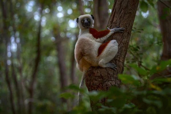 Coquerel Sifaka Propithecus Coquereli Reserve Peyrieras 猴群栖息于栖息地 野生马达加斯加 柠檬在深绿色的热带森林里 西法卡在树上 — 图库照片