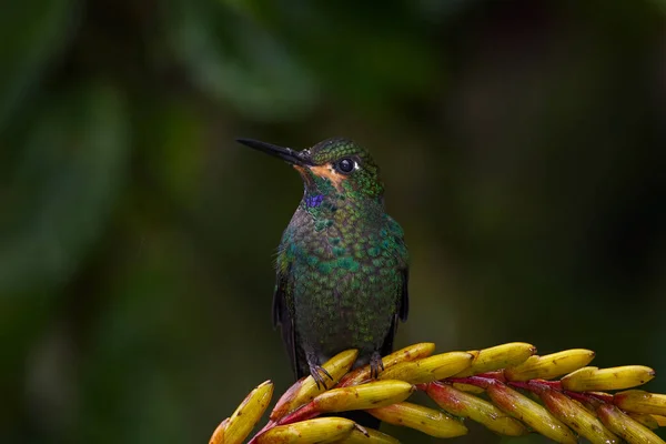 パナマの野生動物 暗い熱帯の森の中のハチドリ 緑鮮やかな冠 Heliodxaジャクラ 美しい赤い花 鳥の蜜を吸う パナマの自然からの野生動物のシーン 森の中のエキゾチックな鳥 — ストック写真