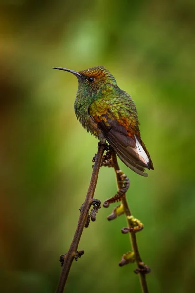 Émeraude Cuivrée Microchera Cupreiceps Petit Colibri Endémique Costa Rica Oiseau — Photo