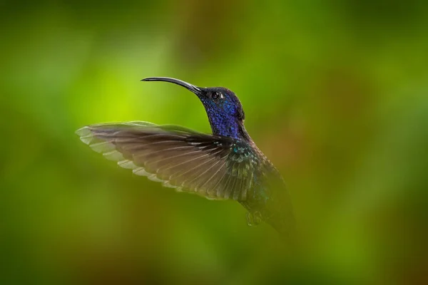 Koliber Violet Sabrewing Campylopterus Hemileucurus Latający Tropikalnym Lesie Paz Kostaryka — Zdjęcie stockowe