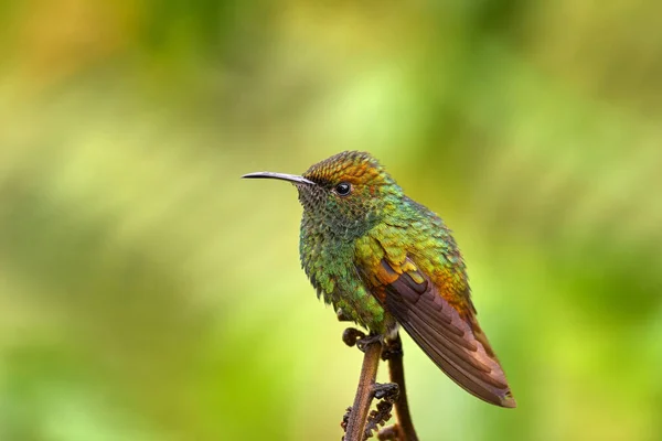 Měděný Smaragd Microchera Cupreiceps Malý Kolibřík Endemic Kostarice Tinny Bird — Stock fotografie
