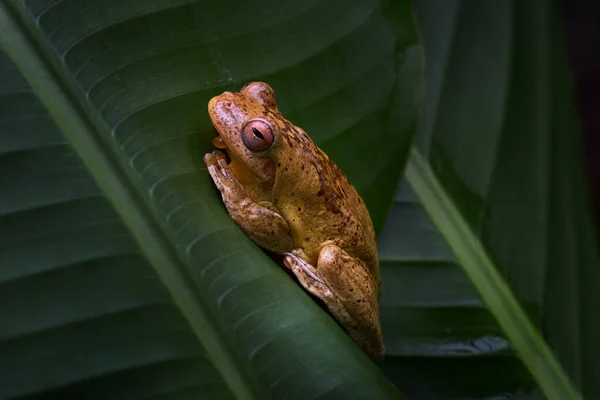 维拉瓜横带树蛙 Smilisca Sordida 生活在自然界的动物栖息地 哥斯达黎加热带雨林绿叶中的笑脸蛙 野生生物 在中美洲旅行 — 图库照片