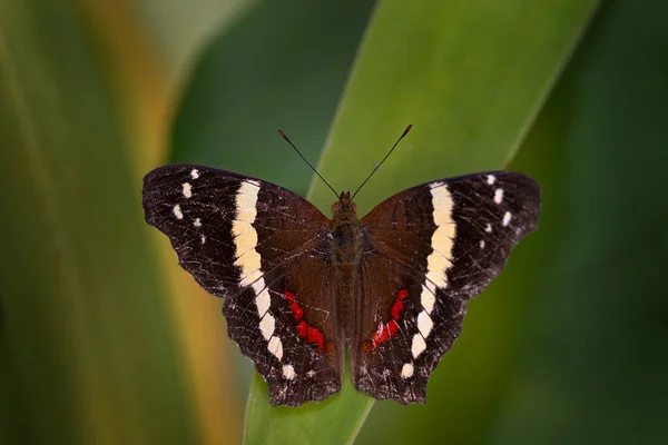 来自哥斯达黎加的蝴蝶 花药疲乏 孔雀带 自然栖息地中的褐白色红色昆虫 蝴蝶在绿叶上坐着 哥斯达黎加的Volcan Poas 自然野生生物 — 图库照片