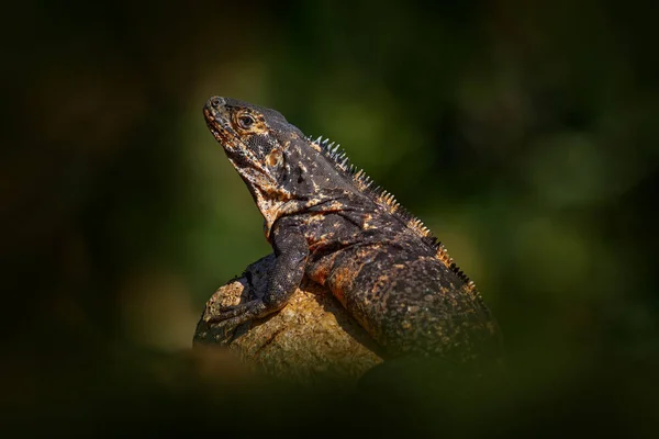 爬行动物黑色伊瓜纳 类似木耳 坐在黑色的石头上 野生动物的自然景观 来自哥斯达黎加的动物 — 图库照片
