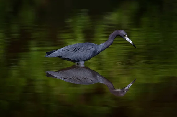 Costa Rica Natur Spiegelbild Der Vögel Schönen Grünen Wasser Wildtiere — Stockfoto