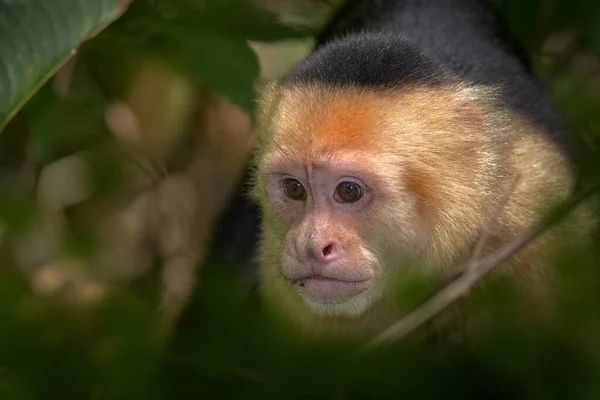 Natureza Costa Rica Capuchinho Cabeça Branca Macaco Preto Sentado Sacudir — Fotografia de Stock