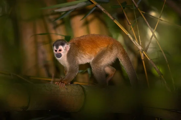 Sincap Maymun Saimiri Oerstedii Yeşil Yaprakları Corcovado Kosta Rika Ile — Stok fotoğraf