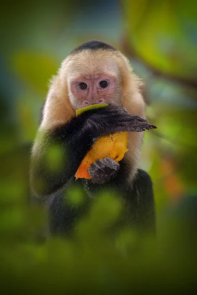 コスタリカの自然 白い頭のカプチン 黒い猿が座っており 暗い熱帯林の木の枝に自分の拳を振る コスタリカの野生動物 中米を旅する 開いた銃口とつま先 — ストック写真