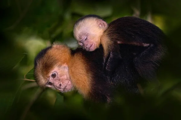 Costa Rica Natur Vithuvad Capuchin Svart Apa Som Sitter Och — Stockfoto