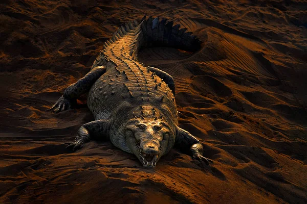 Amerikaanse Krokodillen Crocodylus Acutus Dieren Rivier Wilde Dieren Uit Natuur — Stockfoto