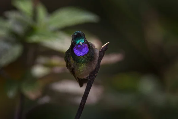 哥斯达黎加的野生动物 兰波尼斯卡洛莱莫斯 紫色喉结的山地宝石 来自哥斯达黎加的小蜂鸟 哥斯达黎加高山云雾森林中的紫喉小鸟 热带野生动物 — 图库照片