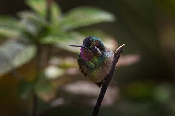Fioletowe Gardło Mały Ptak Górskiego Lasu Chmur Kostaryce Dzika Przyroda — Zdjęcie stockowe
