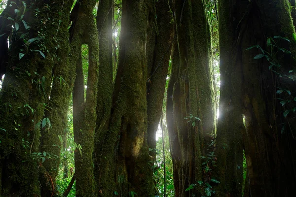 Interior Del Bosque Tropical Con Niebla Montañas Reserva Nubosa Monteverde — Foto de Stock