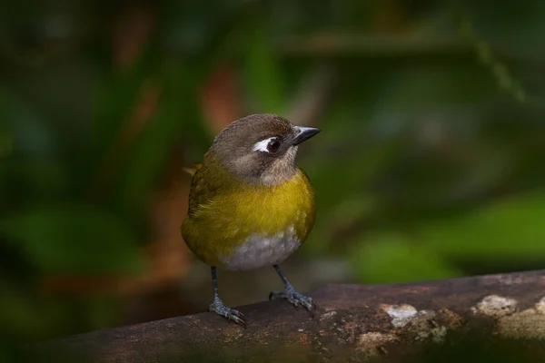 Ptaki Kostaryki Wspólny Garbarz Krzaczasty Chlorospingus Flavopectus Siedzący Pomarańczowym Zielonym — Zdjęcie stockowe