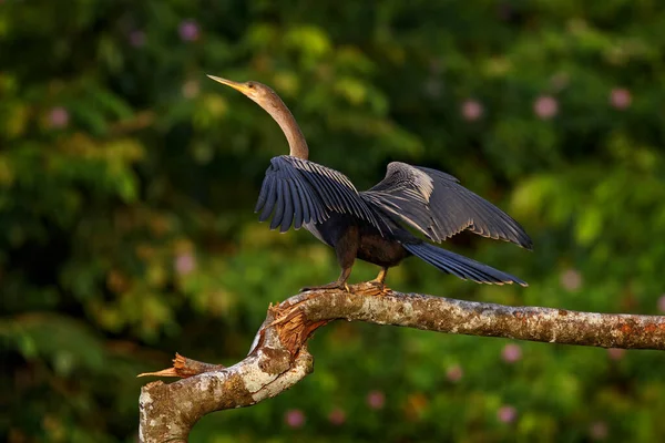 Wilde Dieren Uit Costa Rica Anhinga Watervogel Het Riviergebied Van — Stockfoto
