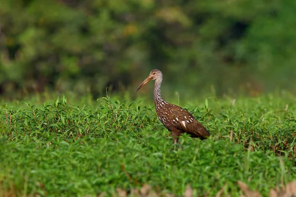Ptak Kostaryki Limpkin Courlan Aramus Guarauna Ptak Trawie Wodnej Wieczorne — Zdjęcie stockowe