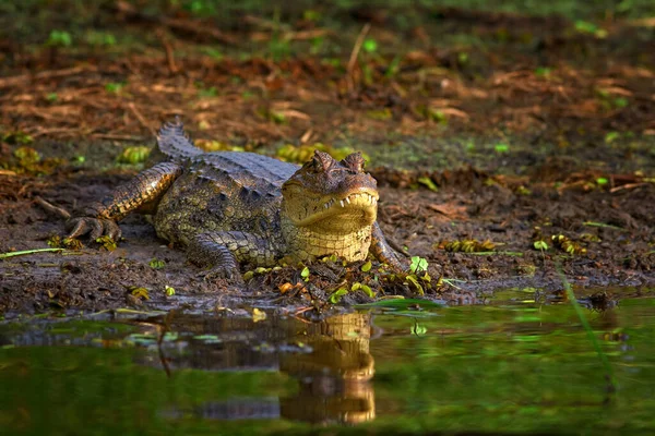 Spectacled Caimani Caiman Krokodil Het Water Met Avondlicht Krokodil Uit — Stockfoto