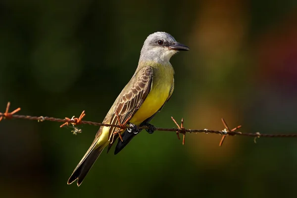 Kostarický Pták Tropický Kingbird Tyrannus Melancholicus Exotický Žlutošedý Pták Rezervace — Stock fotografie