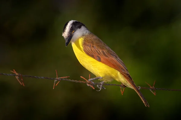 黄色い鳥 アメリカ 暗い緑の森 自然生息地 コスタリカとの有刺鉄線と偉大なキスカデ ピタンガス硫酸塩 茶色と黄色の熱帯タンカー 自然からの野生動物のシーン — ストック写真