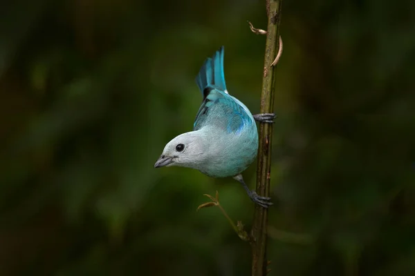 Blue Bird Costa Rica Blue Gray Tanager Mossy Branch Green — Stock Photo, Image