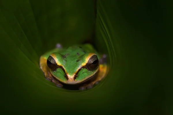 Vida Silvestre Costa Rica Hermoso Animal Bosque Tropical Máscara Smilisca — Foto de Stock