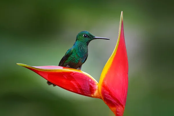 緑色のハチドリ ラパス滝の庭 コスタリカのVolcan Poas Npを持つHeliconia赤い花 緑鮮やかな冠 Heliodxa Jacula 美しい花を咲かせます 鳥の蜜を吸う — ストック写真