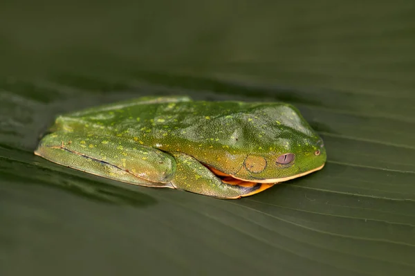 Žába Oči Zlatý List Cruziohyla Calcarifer Zelená Žlutá Žába Sedící — Stock fotografie