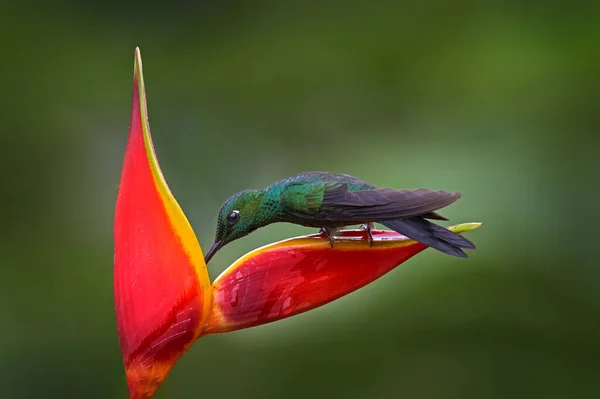 海洛尼亚红花 绿色蜂鸟 拉巴斯瀑布花园 Volcan Poas 哥斯达黎加 绿冠辉煌 紫苏花 美丽的花朵 鸟吸蜜 — 图库照片
