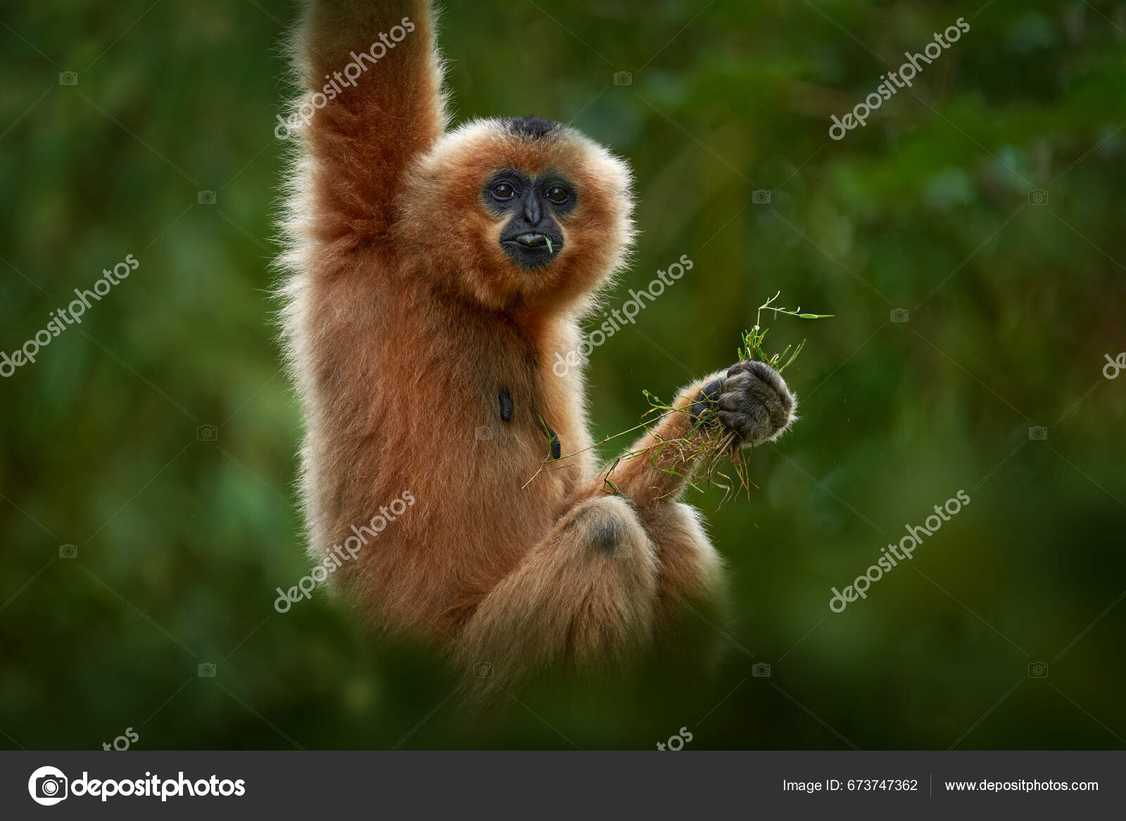 Jinsi shimlarning dumba fotosurati