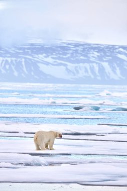 Vahşi yaşam, buzun üzerinde sürüklenen kutup ayısı öldürücü fok, iskelet ve kanla beslenen kutup ayısı Svalbard, Norveç. Beras 'ın leşi, vahşi doğası. Mavi gökyüzü ve bulutlu leş..