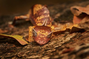 Satanist yaprak kuyruklu kertenkele, Uroplatus fantazticus, Ranomafana Ulusal Parkı, Madagaskar kertenkelesi. Yaprak doğal yaşam alanında kertenkele, yeşil bitki örtüsünde gece fotoğrafı. Geniş yaşam Madagaskar, ejderha.