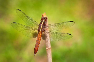 Sıcaklık Madagaskariensis, Madagaskar orman kaypak yusufçuğu Madagaskar 'a özgü. Afrika 'dan salgın böcekler. Ejderha sineği doğanın dalında oturuyor. Vahşi yaşam.