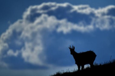 Büyük fırtına bulutu Chamois, Rupicapra tatapra, kayalık tepe, arka planda taş, Nizke Tatry NP, Slovakya. Boynuzlu hayvanlı vahşi yaşam sahnesi, nadide Chamois.. 